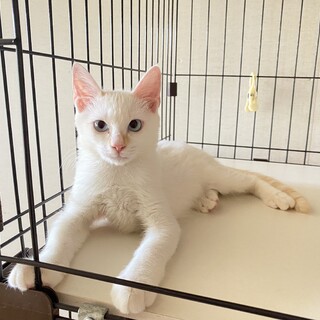 ⭐︎キリッとハンサム！懐こいポチェルくん♂⭐︎