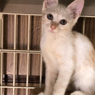 クリーム色のミッティちゃん