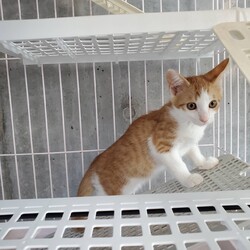 「子猫ちゃんたち★２ヶ月」サムネイル2