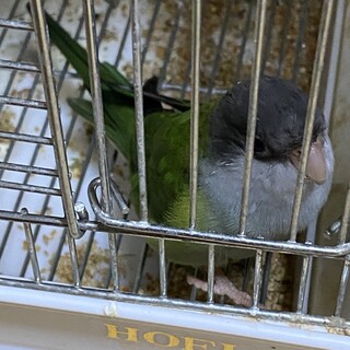 珍しいインコです。