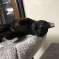 愛嬌たっぷり黒猫♂だいちゃん
