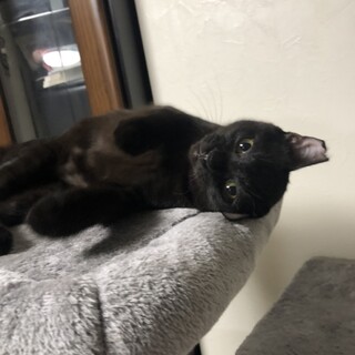 愛嬌たっぷり黒猫♂だいちゃん