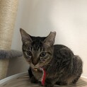 キジ猫♀きいちゃん