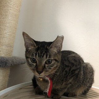 キジ猫♀きいちゃん