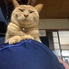 すももももものうち