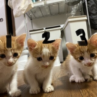 茶白オス猫1ヶ月半