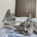 かぎしっぽのサバ柄　兄弟猫