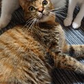 お膝大好き！甘えんぼの麦わら猫