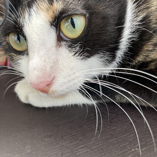 女の子　２歳　三毛猫　ゆきレオグループ