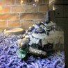 ヒョウモン・リクガメ里親様の募集となります。 サムネイル3