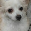 チワワ マルチー 引退犬あと2匹に