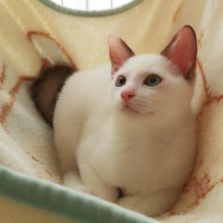 かわいい兄妹が本当のお家を探しています♪