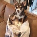 チョコタン チワワ パイナップルちゃん 里親様募集
