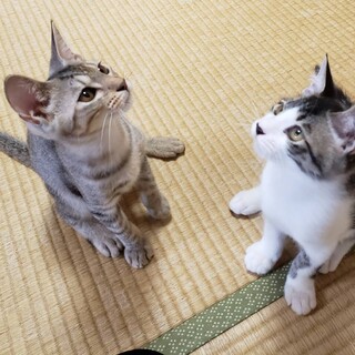 元気な甘えん坊ペア❤️星くん・夕くん