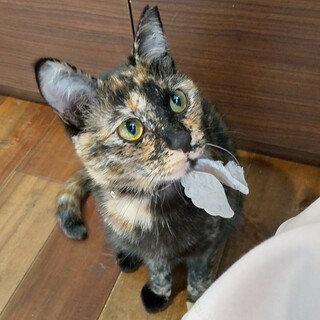 2歳9ヶ月　サビ猫　賢いマコちゃん