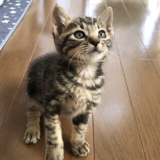 アメショ柄のタイガくん❤️