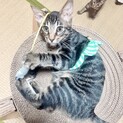ゴロにゃん人馴れ◎お子様OK！イケメンあきくん