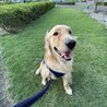 きなちょこ