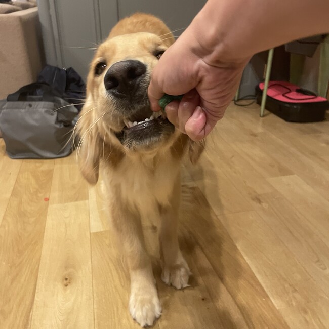 きなちょこのカバー写真