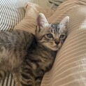 飼い主、無事見つかりました！