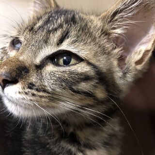 ありがとうございました★アメショ柄の　甘えん坊君