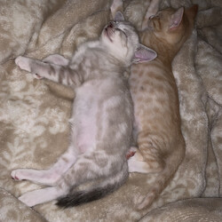 「♡第1回だだまめ成長記録」サムネイル3