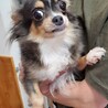 チワワのブル子ちゃん♀️５才 サムネイル2