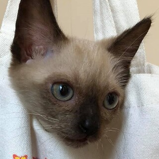 シャム系仔猫、とっても人馴れ可愛いショーン君！