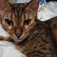 マリ