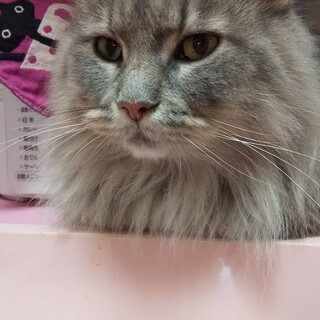 シルバーグレーの美しいノルウェー