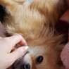 こちらもフサフサ時代。今年の冬はまた伸ばそうかな！