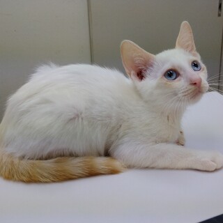 ブルーアイ&白い被毛の元気な男の子