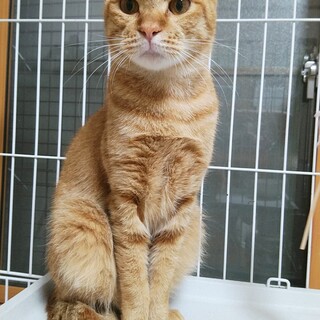 スリゴロ甘えん坊のトラジくん