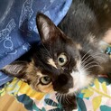 超べったり甘えん坊！個性的なミケ猫クロミちゃん