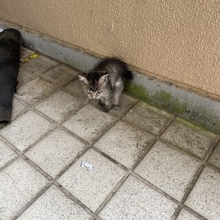 迷い猫　保護してます