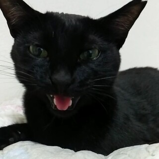 ワンちゃんOK！純粋で人懐っこい、黒猫あおいちゃん