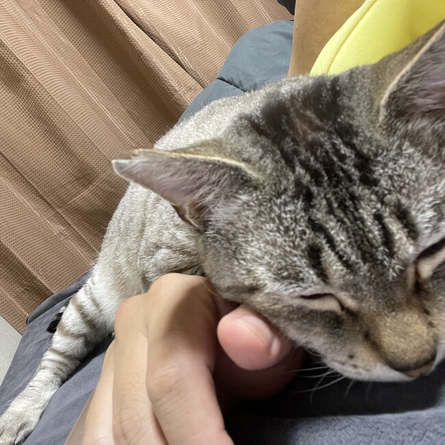 ヨシヒト61のカバー写真