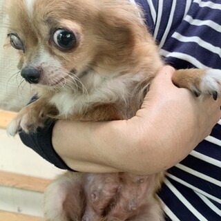 チワワの女の子6歳