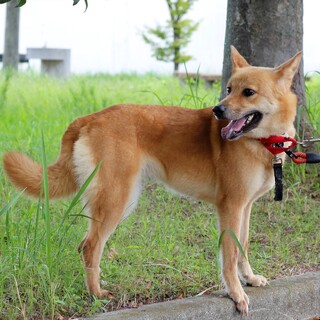 譲渡対象犬のご紹介です（0513-1）