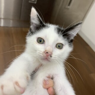 大型犬にも甘えに行く◎人馴れ犬馴れバッチリの男の子