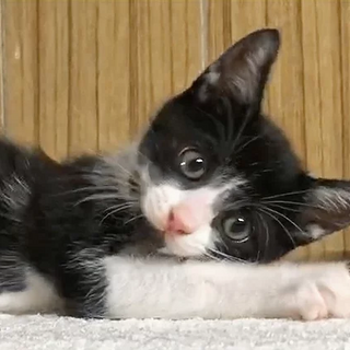 ぶち猫｢3ss5｣ SKU： 3ss5