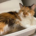 猫の里親さん募集しています！