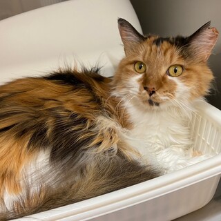 猫の里親さん募集しています！