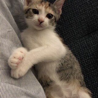 9/12 happytabby 譲渡会参加