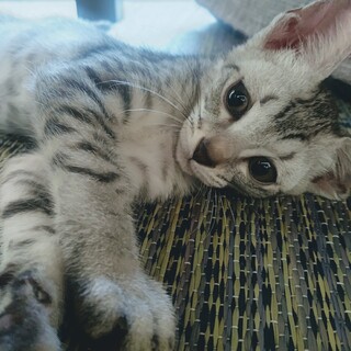 9/5加古川譲渡会参加♥️綺麗なサバトラ