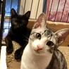 甘えたの黒くんと落ち着いたサバ白くん サムネイル3