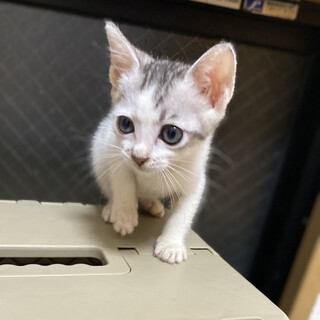 子猫だけのミニミニ面談会