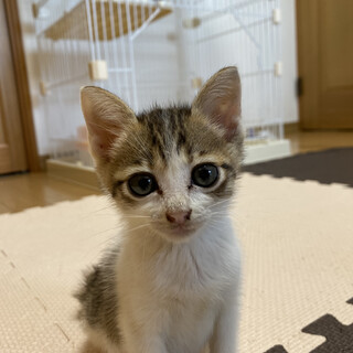 9/3〜9/4 子猫だけのミニミニ面談会