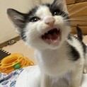9/3〜9/4 子猫だけのミニミニ面談会