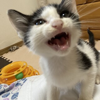 9/3〜9/4 子猫だけのミニミニ面談会